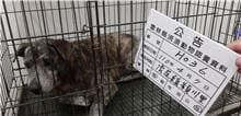 【待認養】混種犬 狗 (女生) - 雲林縣流浪動物收容所