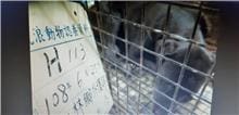 【待認養】混種犬 狗 (男生) - 雲林縣流浪動物收容所