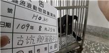 【待認養】混種犬 狗 (男生) - 雲林縣流浪動物收容所