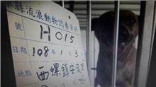 【待認養】混種犬 狗 (女生) - 雲林縣流浪動物收容所