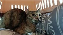 【待認養】混種貓 貓 (女生) - 臺北市動物之家