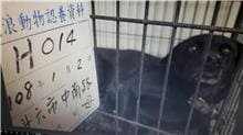 【待認養】混種犬 狗 (女生) - 雲林縣流浪動物收容所