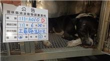 【待認養】混種犬 狗 (男生) - 雲林縣流浪動物收容所