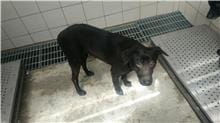 【待認養】混種犬 狗 (女生) - 新北市新店區公立動物之家