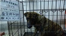 【待認養】混種犬 狗 (女生) - 雲林縣流浪動物收容所