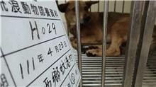 【待認養】混種犬 狗 (男生) - 雲林縣流浪動物收容所