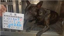 【待認養】混種犬 狗 (男生) - 雲林縣流浪動物收容所
