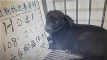 【待認養】混種犬 狗 (女生) - 雲林縣流浪動物收容所