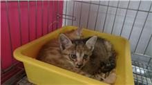 【待認養】混種貓 貓 (女生) - 新北市板橋區公立動物之家