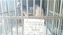【待認養】混種犬 狗 (女生) - 雲林縣流浪動物收容所