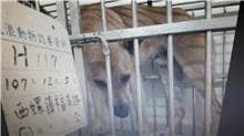 【待認養】混種犬 狗 (男生) - 雲林縣流浪動物收容所