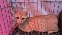 【待認養】混種貓 貓 (男生) - 新北市八里區公立動物之家