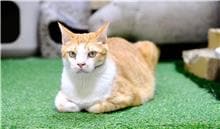 【待認養】混種貓 貓 (男生) - 臺南市動物之家灣裡站