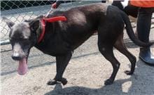 【待認養】混種犬 狗 (女生) - 臺北市動物之家