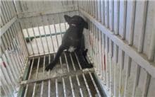 【待認養】混種犬 狗 (女生) - 桃園市動物保護教育園區