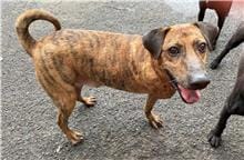 【待認養】混種犬 狗 (男生) - 臺北市動物之家