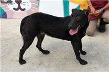 【待認養】混種犬 狗 (男生) - 新北市新店區公立動物之家