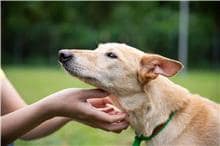 【待認養】混種犬 狗 (女生) - 臺北市動物之家