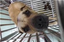 【待認養】混種犬 狗 (男生) - 臺南市動物之家善化站