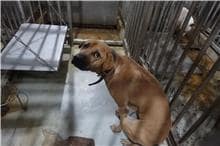 【待認養】混種犬 狗 (男生) - 臺南市動物之家善化站