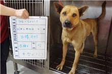 【待認養】混種犬 狗 (男生) - 雲林縣流浪動物收容所
