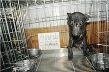 【待認養】混種犬 狗 (女生) - 雲林縣流浪動物收容所