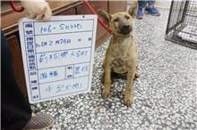 【待認養】混種犬 狗 (女生) - 雲林縣流浪動物收容所