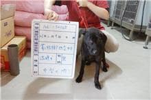 【待認養】混種犬 狗 (女生) - 雲林縣流浪動物收容所