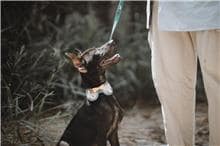 【待認養】混種犬 狗 (男生) - 彰化縣流浪狗中途之家