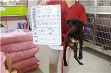 【待認養】混種犬 狗 (女生) - 雲林縣流浪動物收容所