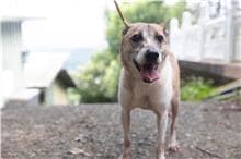 【待認養】混種犬 狗 (男生) - 基隆市寵物銀行