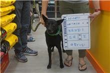 【待認養】混種犬 狗 (男生) - 雲林縣流浪動物收容所