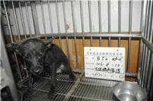 【待認養】混種犬 狗 (女生) - 雲林縣流浪動物收容所