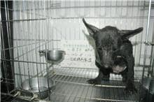 【待認養】混種犬 狗 (女生) - 雲林縣流浪動物收容所