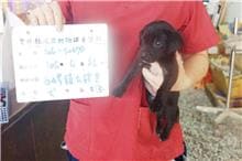 【待認養】混種犬 狗 (女生) - 雲林縣流浪動物收容所