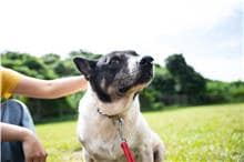 【待認養】混種犬 狗 (男生) - 臺北市動物之家