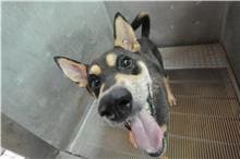 【待認養】混種犬 狗 (女生) - 新竹縣動物保護教育園區