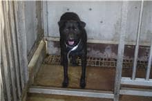 【待認養】混種犬 狗 (女生) - 臺南市動物之家善化站