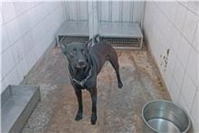 【待認養】混種犬 狗 (男生) - 新北市板橋區公立動物之家