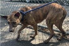 【待認養】混種犬 狗 (男生) - 臺北市動物之家