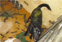 【待認養】混種犬 狗 (男生) - 桃園市動物保護教育園區