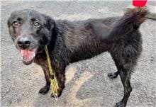 【待認養】混種犬 狗 (女生) - 臺北市動物之家