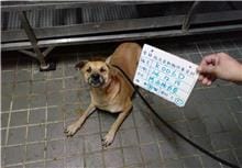 【待認養】混種犬 狗 (女生) - 雲林縣流浪動物收容所