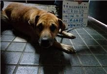 【待認養】混種犬 狗 (男生) - 雲林縣流浪動物收容所