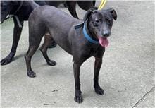 【待認養】混種犬 狗 (女生) - 臺北市動物之家