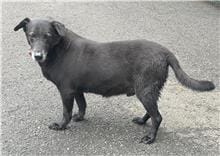 【待認養】混種犬 狗 (男生) - 臺北市動物之家