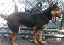 【待認養】混種犬 狗 (男生) - 臺北市動物之家