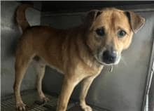 【待認養】混種犬 狗 (男生) - 臺北市動物之家