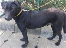 【待認養】混種犬 狗 (男生) - 臺北市動物之家