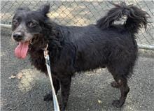 【待認養】混種犬 狗 (男生) - 臺北市動物之家